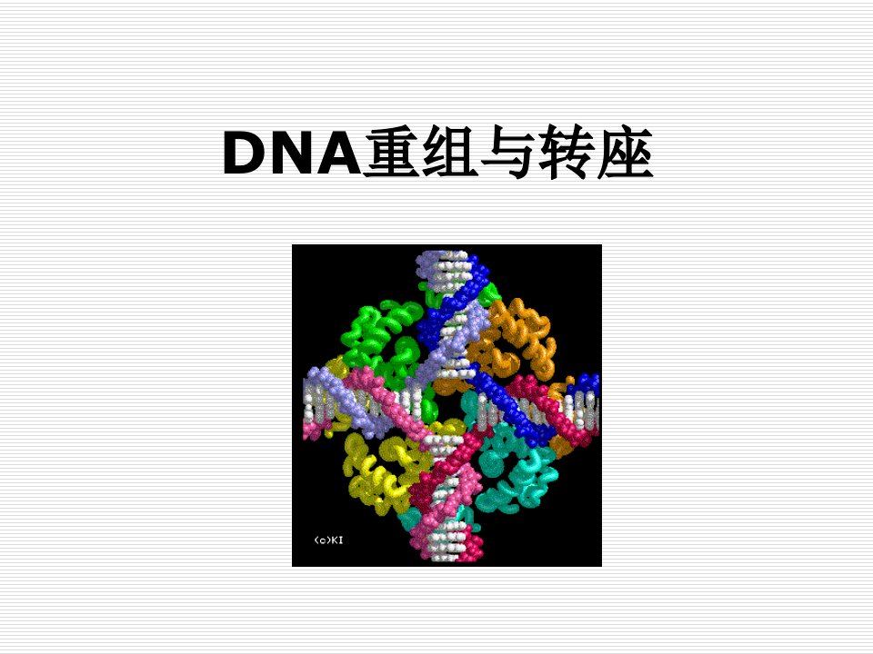 并购重组-第八章DNA重组与转座