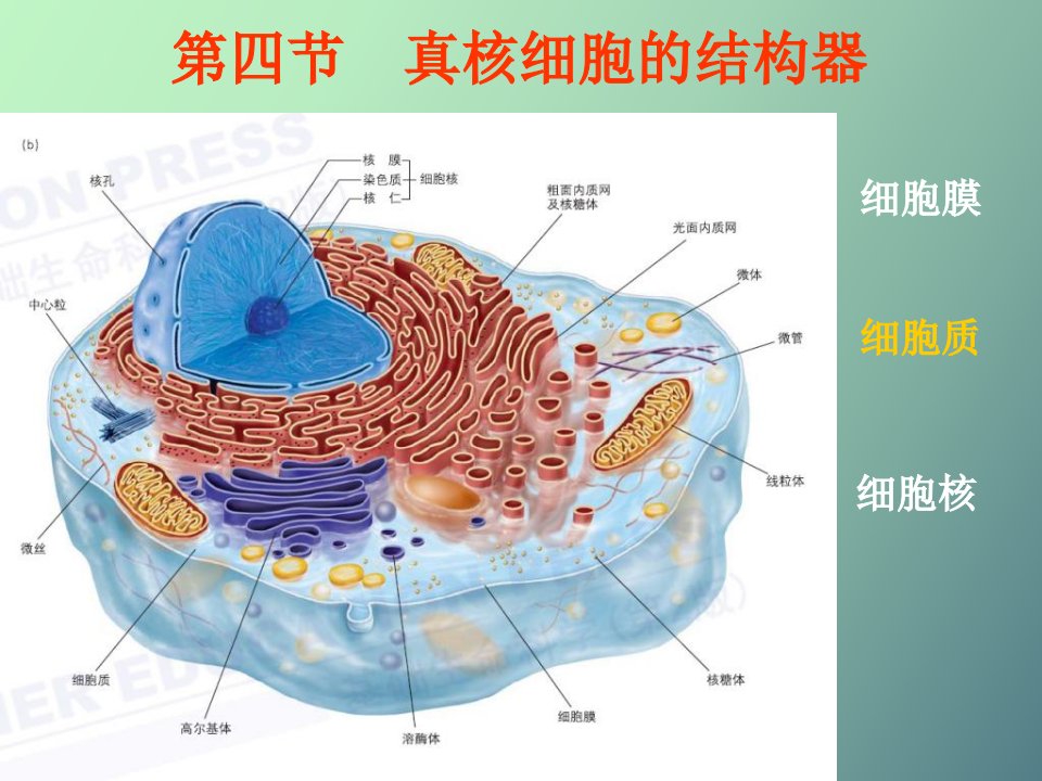 线粒体细胞骨架细胞周期