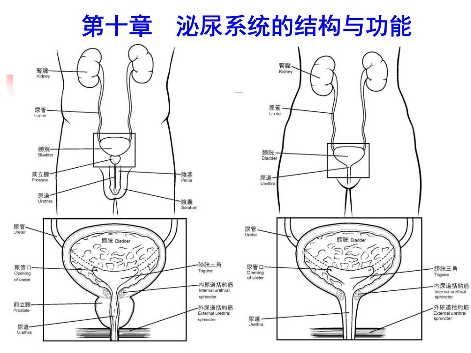 人体解剖生理学泌尿系统