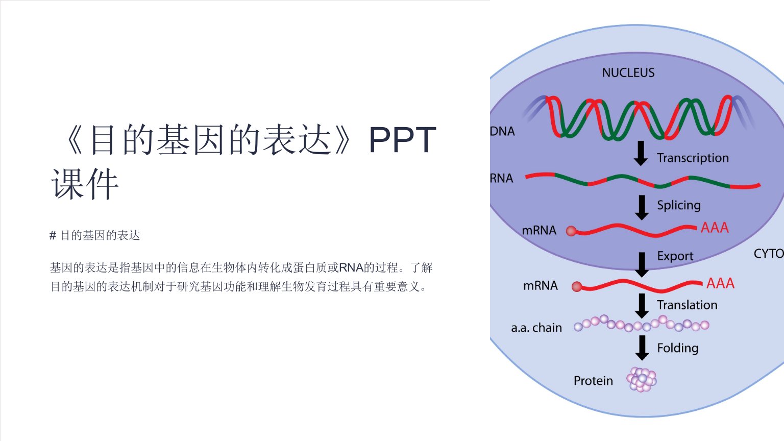 《目的基因的表达》课件