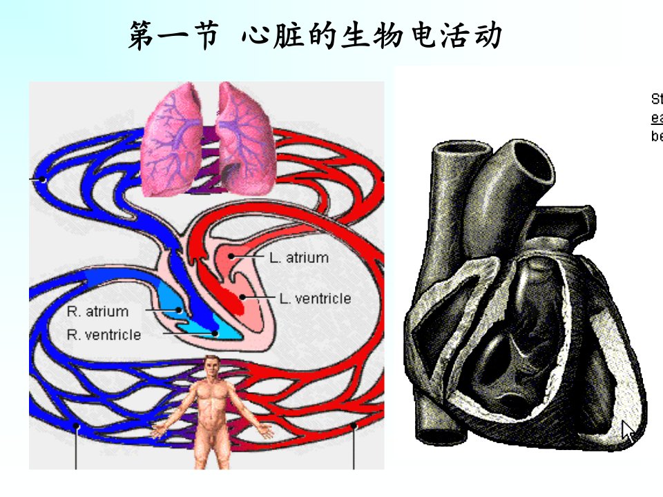 最新循环1心脏的生物电活动PPT课件