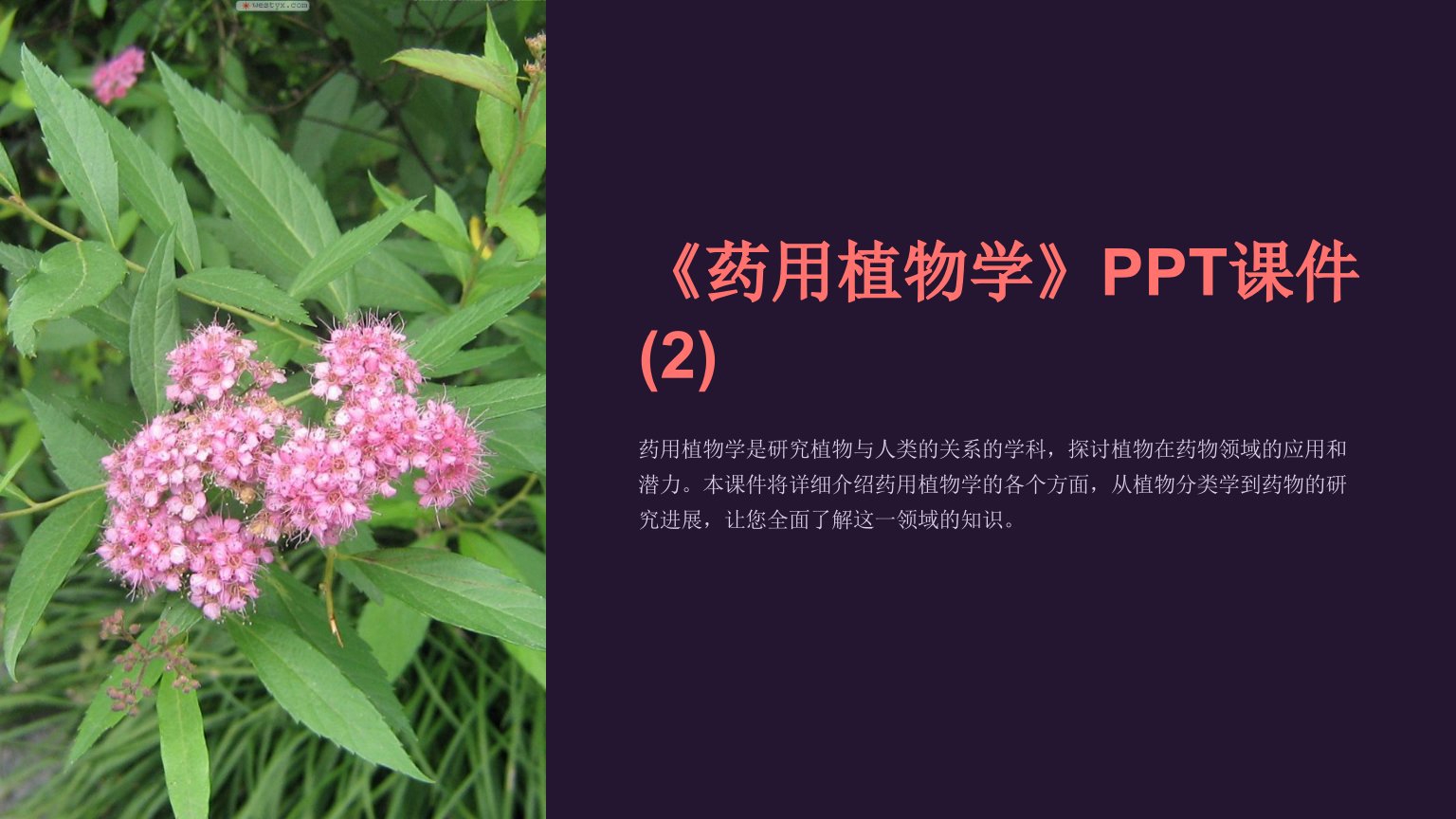 《药用植物学》课件