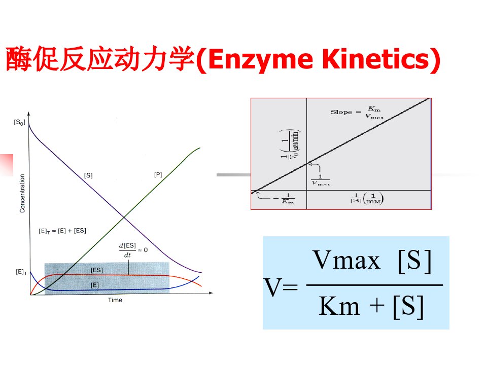 酶动力学课件1财富值