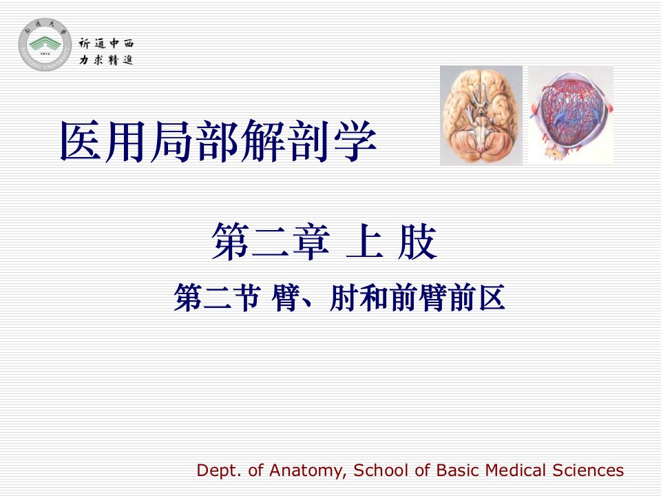 医用局部解剖学臂、肘和前臂前区