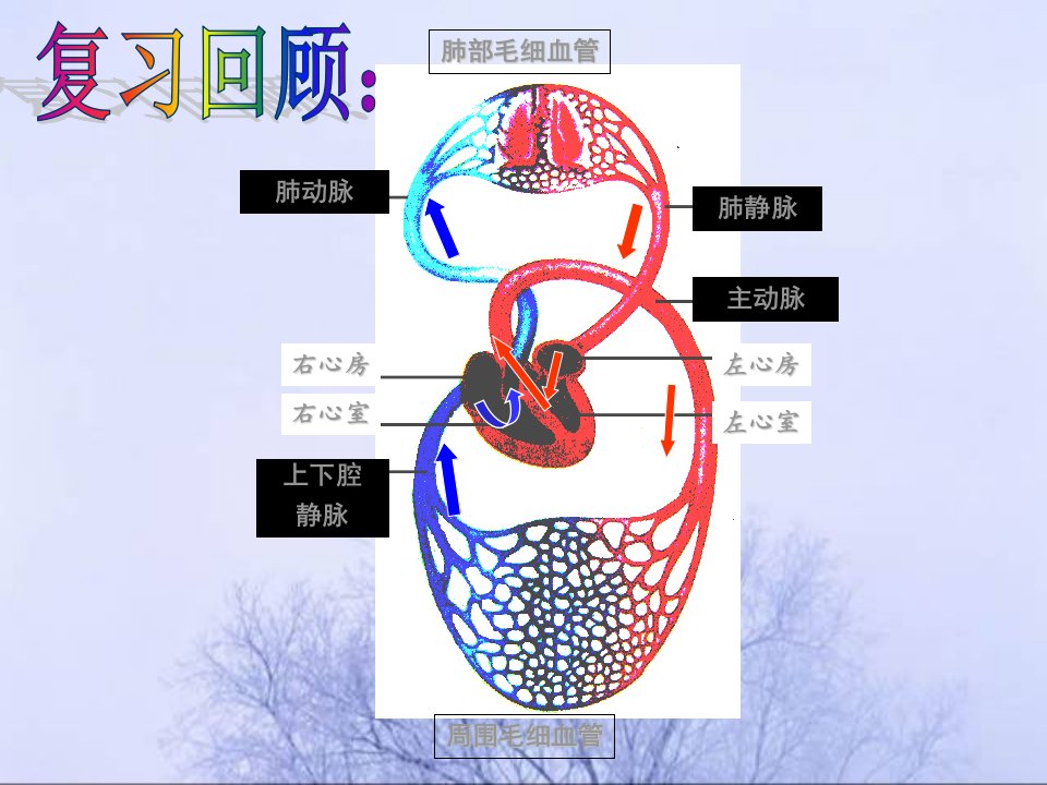 心脏和血管的保护ppt课件