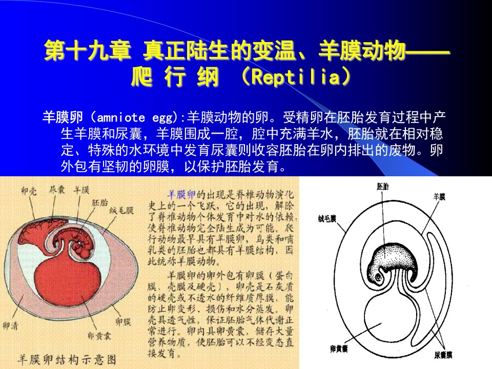 动物生物学ppt课件24西北大学