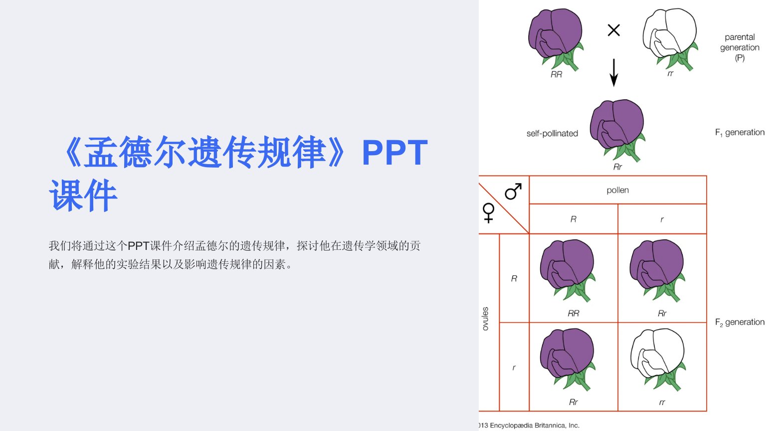 《孟德尔遗传规律》课件