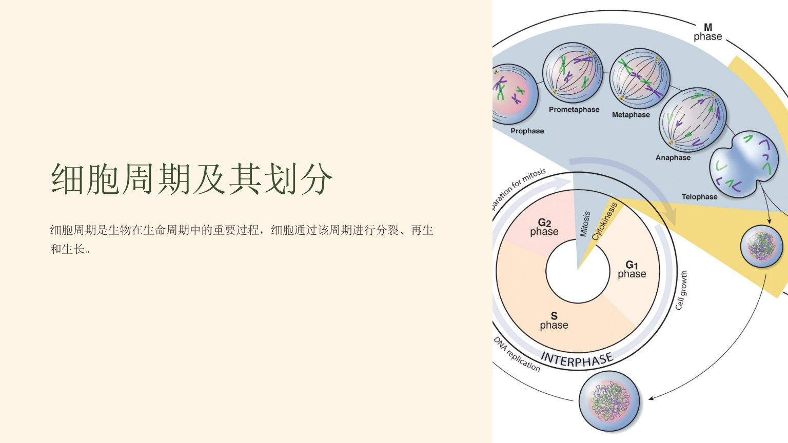 《细胞周期及其划分》课件