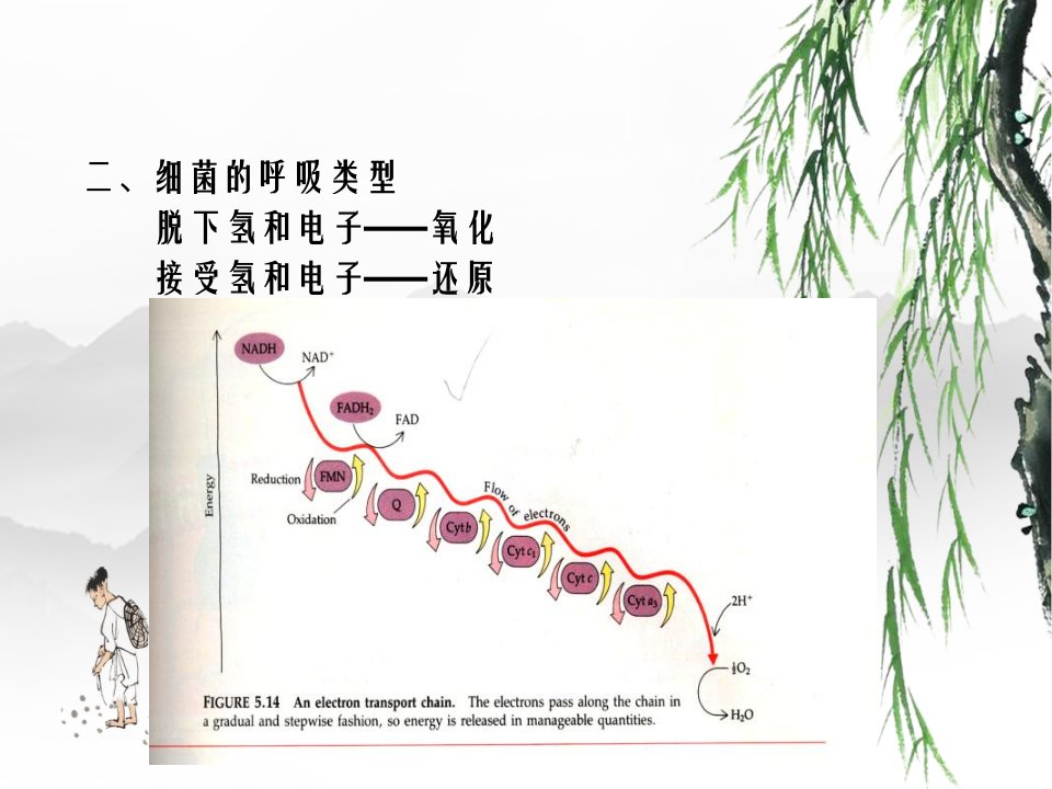 水处理生物学第六讲微生物代谢细菌的呼吸产能代谢