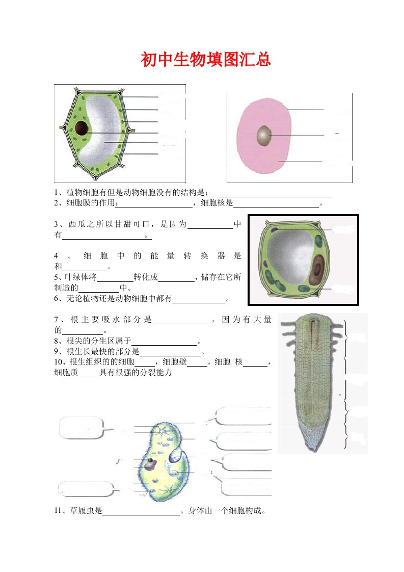 初中生物填图题及答案