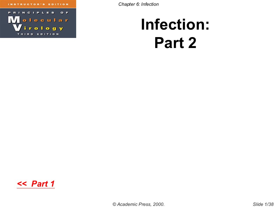 病毒学双语版课件Chapter6-2