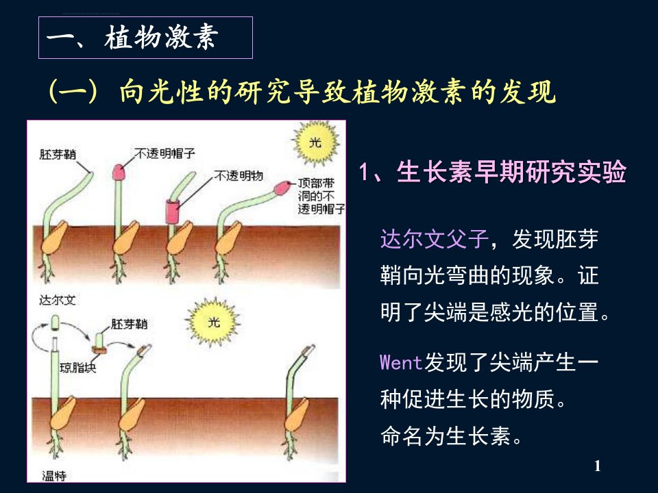 第十九章植物的调控系统ppt课件