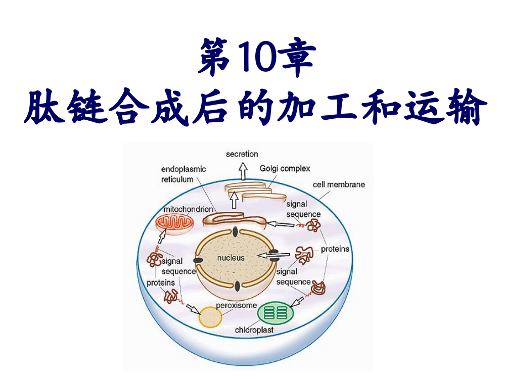 肽链合成后的加工和运输ppt课件