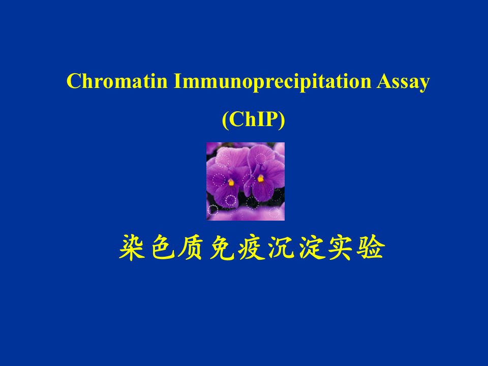 CHIP染色质免疫共沉淀实验方法简介