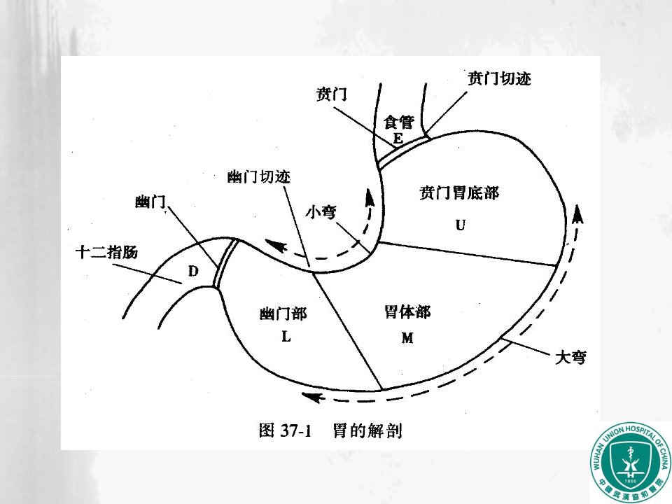 医学胃肿瘤影像诊断PPT培训课件