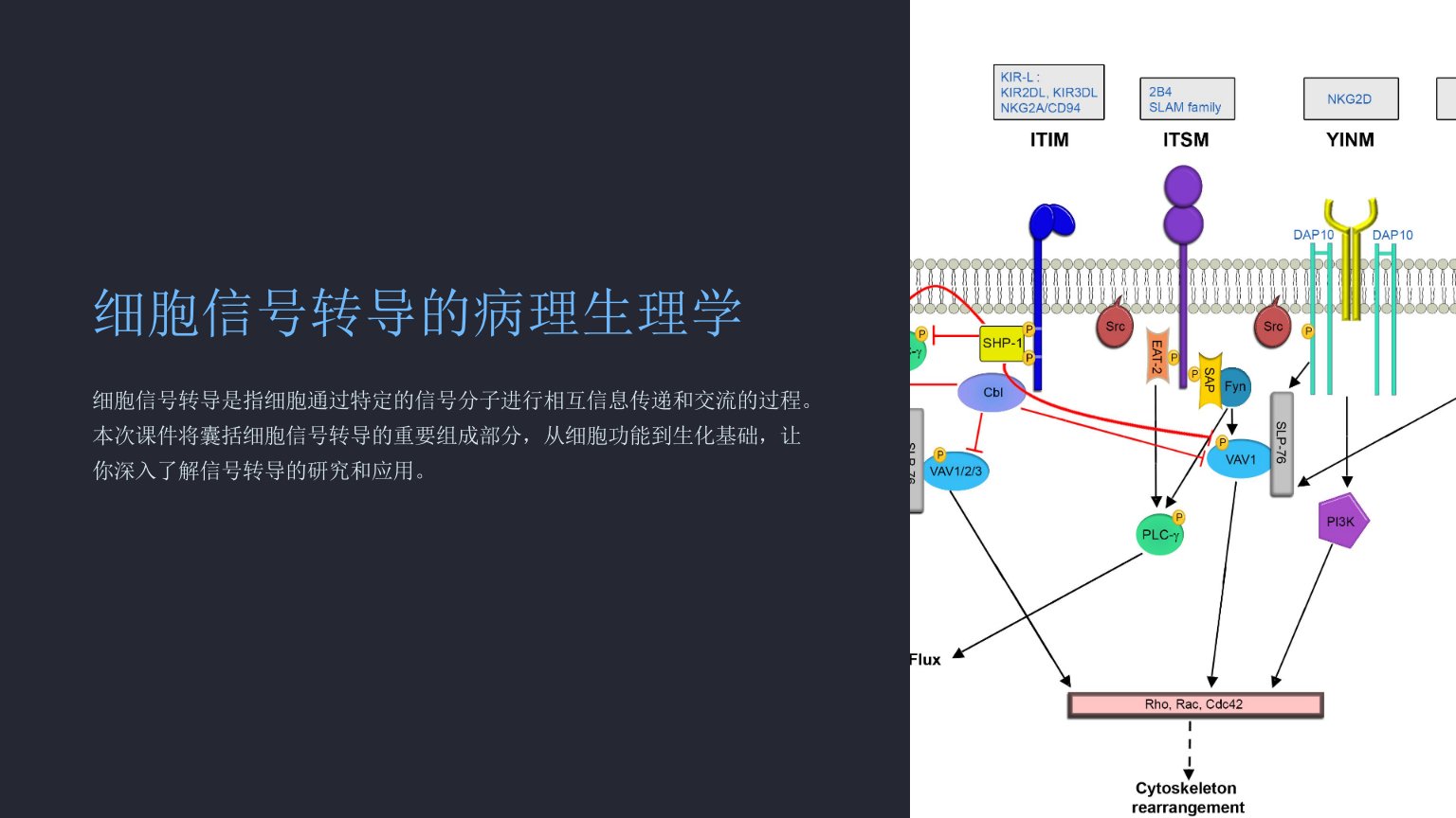 医学院大学课件－－细胞信号转导的病理生理学