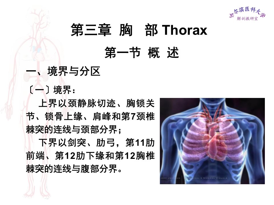 临床医学五年制局部解剖学胸部ppt课件