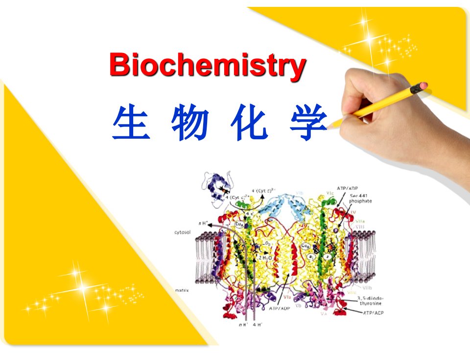 《生物化学绪论》ppt