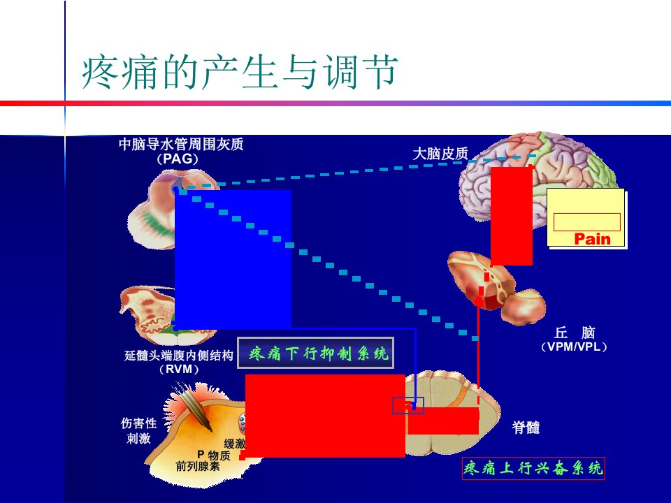 最新多模式镇痛与及通安ppt课件