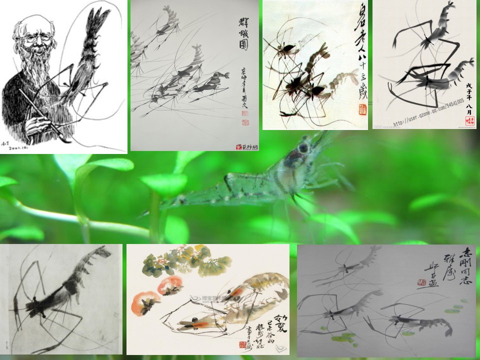 生物饵料培养学ppt市公开课获奖课件省名师示范课获奖课件