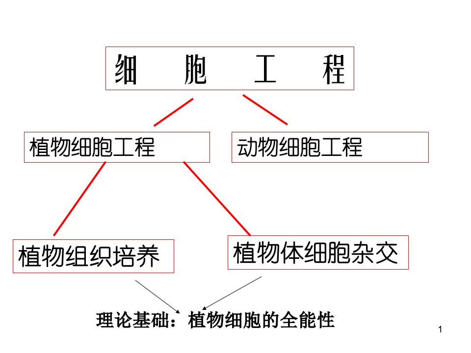 专题二----细胞工程复习课ppt课件