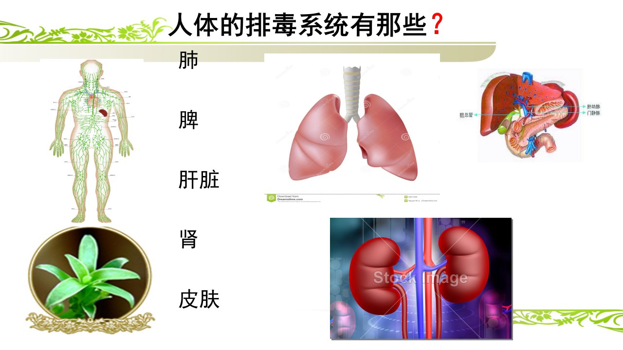 淋巴排毒专题培训课件