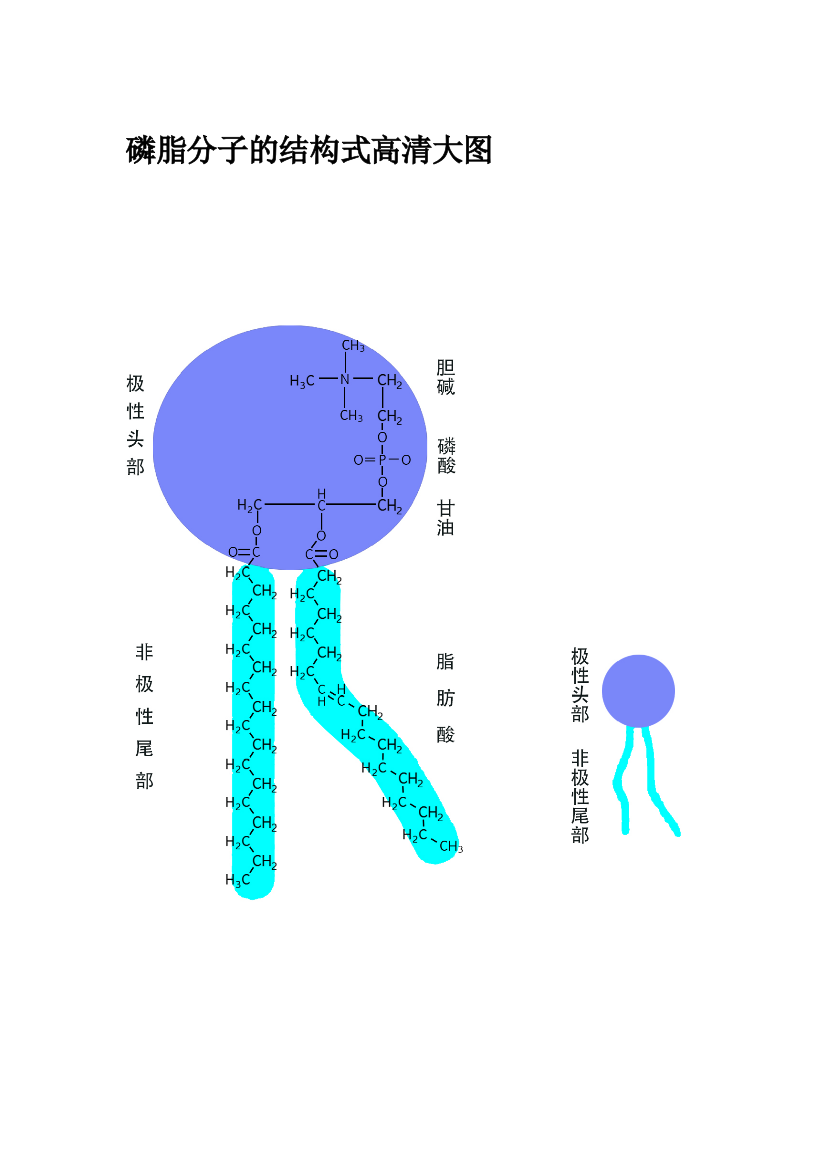 磷脂分子的结构式