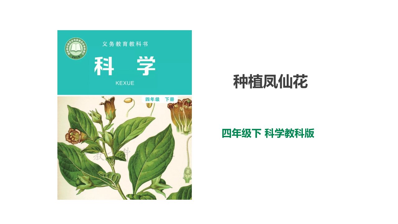 《种植凤仙花》ppt课件