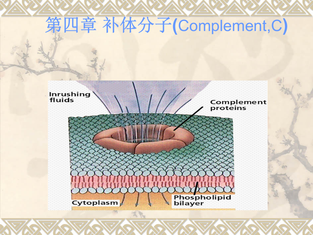 补体分子ppt课件