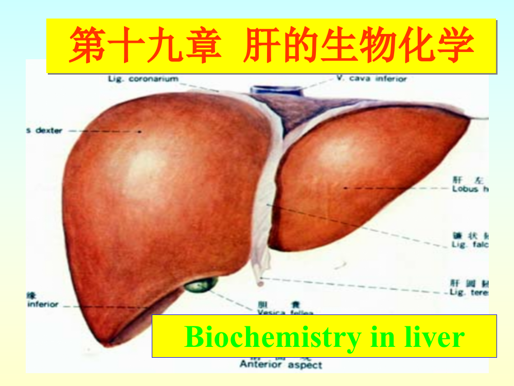 第章肝的生物化学PPT课件