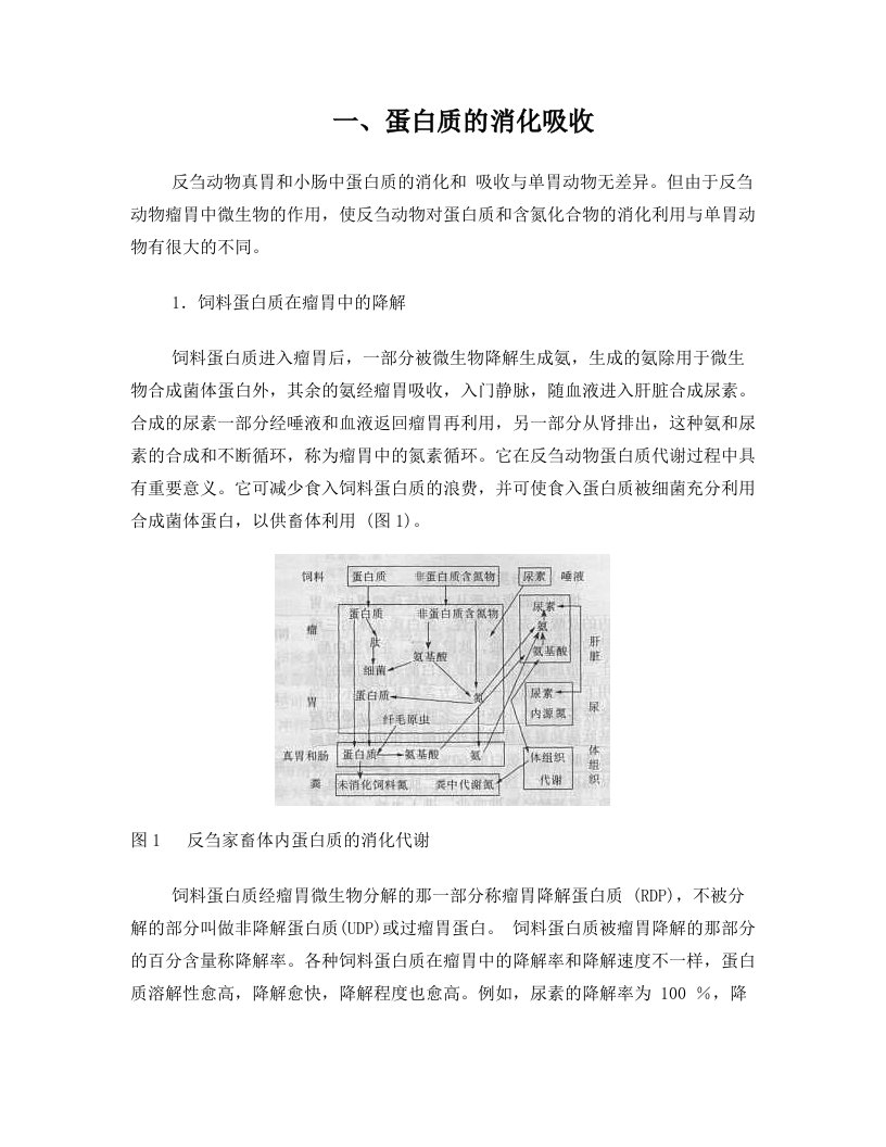 反刍动物的消化吸收特点