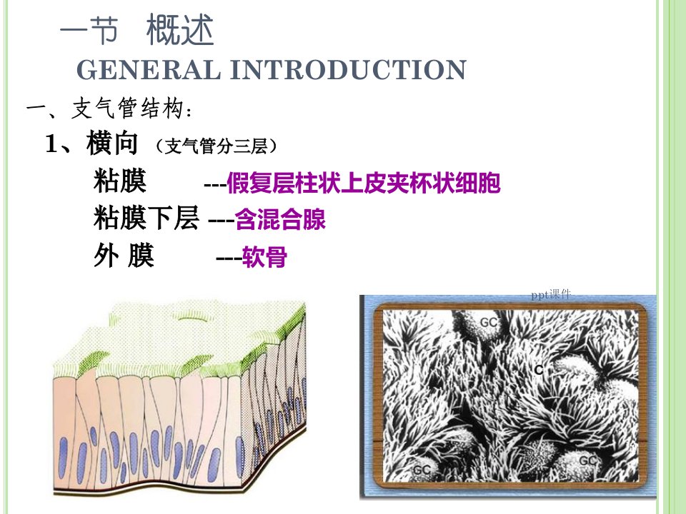 慢性支气管炎