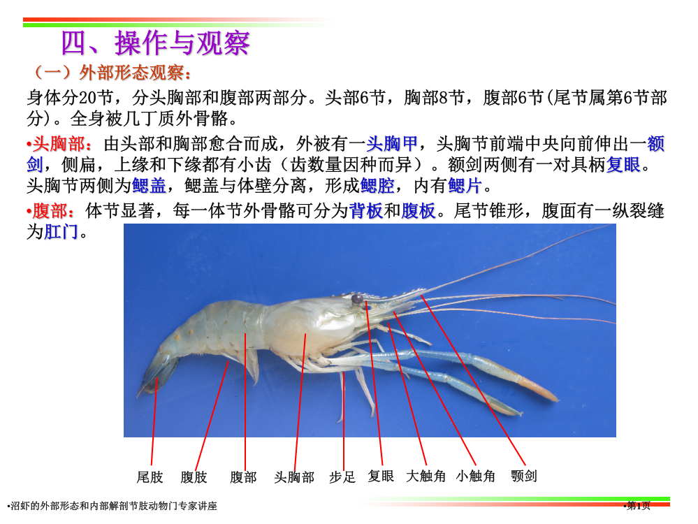 沼虾的外部形态和内部解剖节肢动物门专家讲座