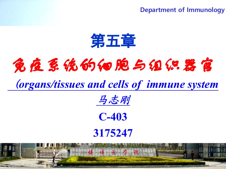 医学免疫学免疫器官和免疫细胞ppt课件