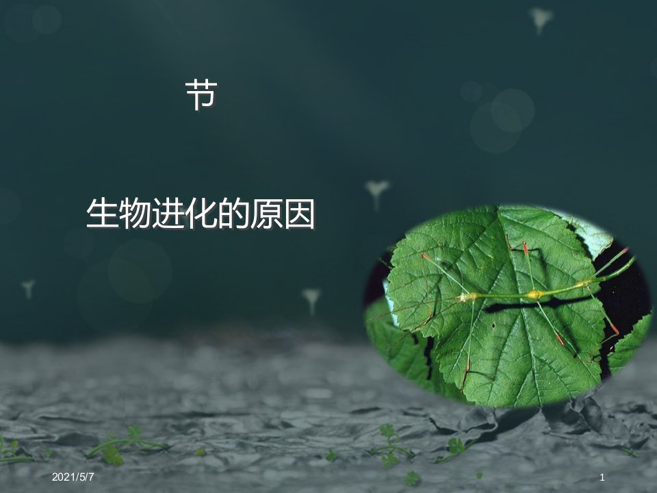 《生物进化的原因》课件