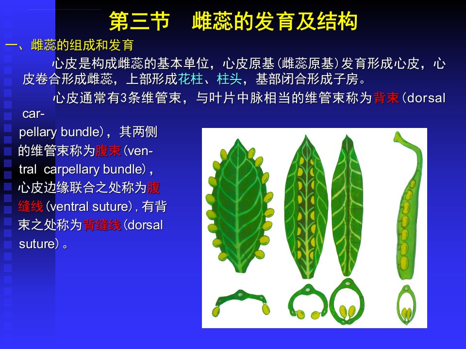 生殖器官雌蕊的分化与发育（PPT49）课件