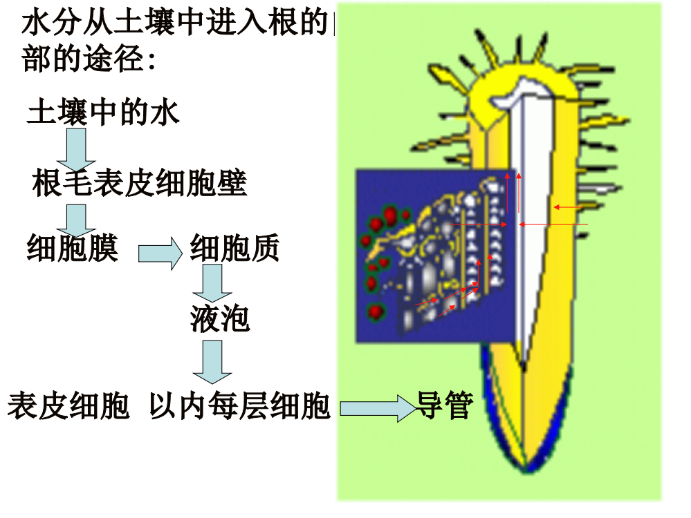 吸收与运输素材