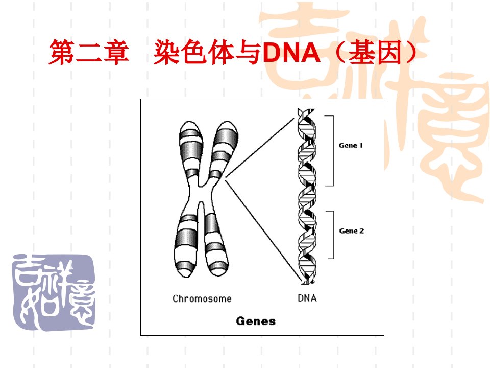 《染色体与基因资料》PPT课件