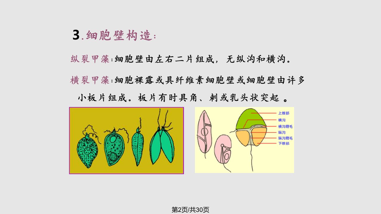 水生生物学水生植物甲藻门