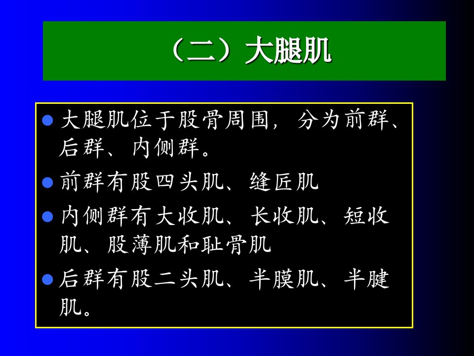 运动解剖学下肢肌大腿肌幻灯片