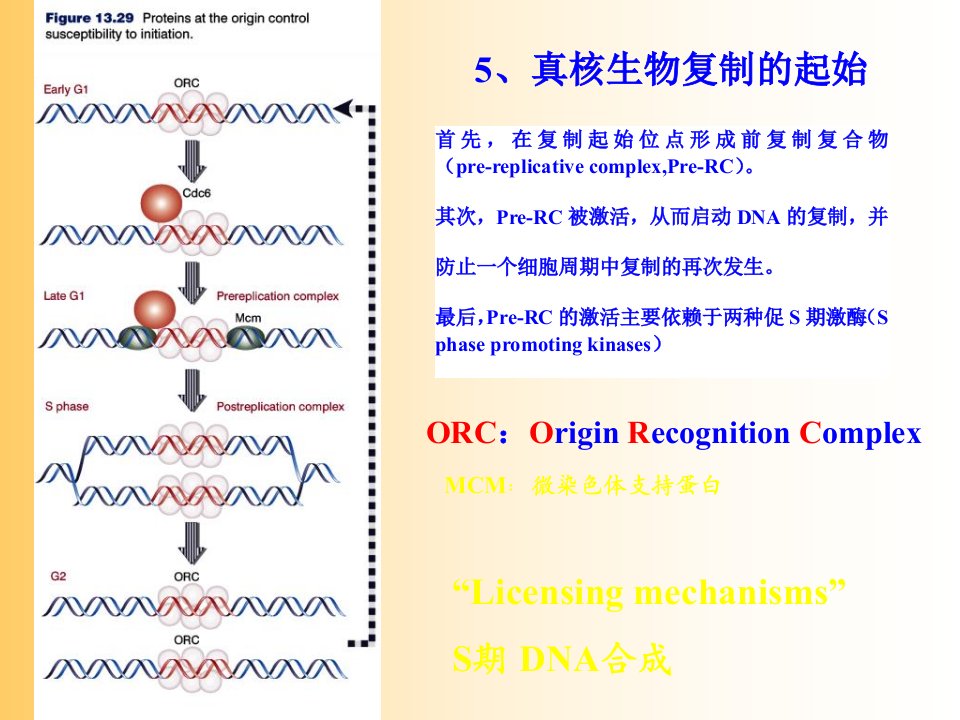 医用分子遗传学真核生物复制