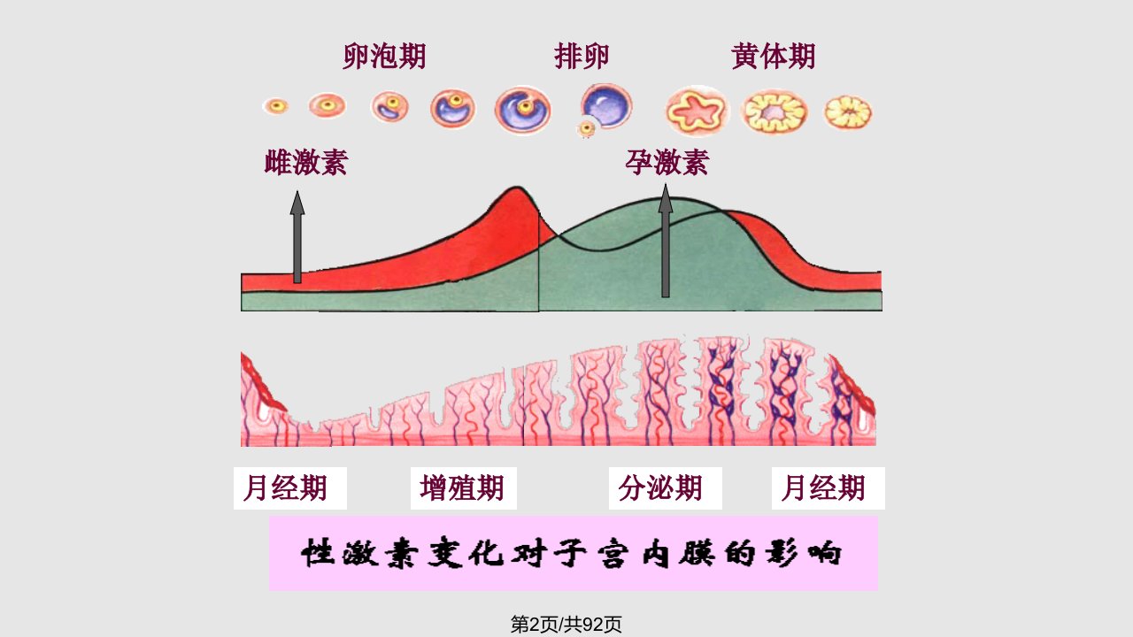 月经周期不规律