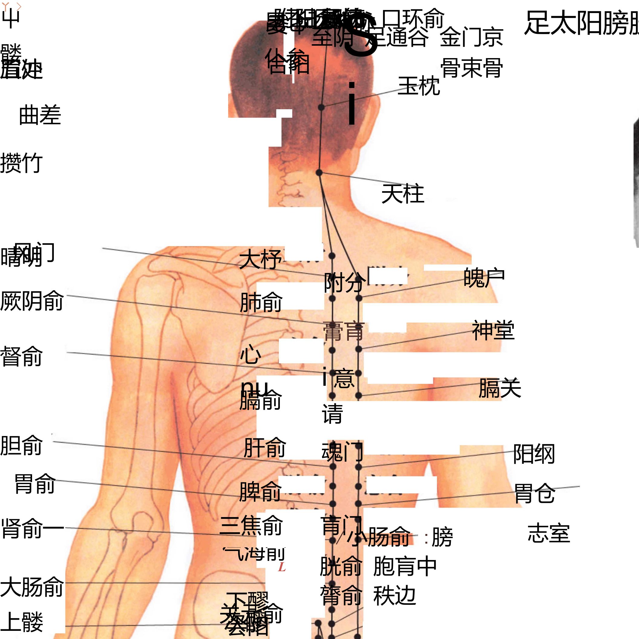 人体穴位图-高清打印版