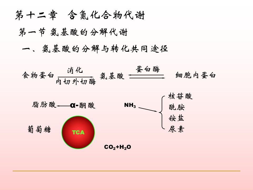 含氮化合物代谢