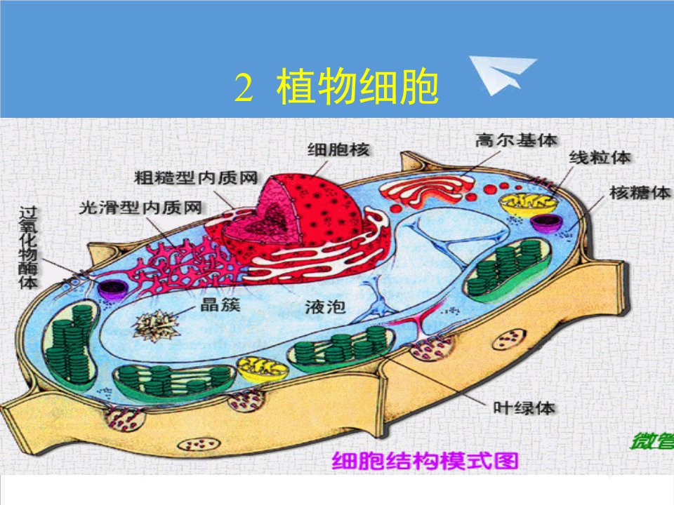 医疗行业-药用植物学54214026