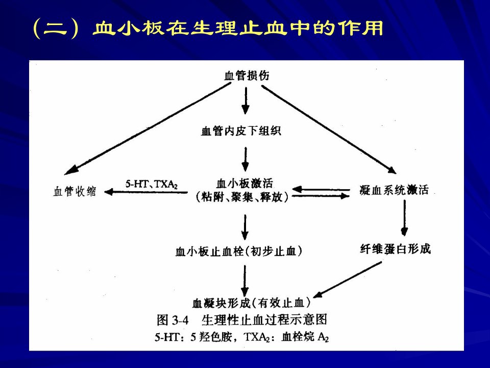 一血小板的止血功能