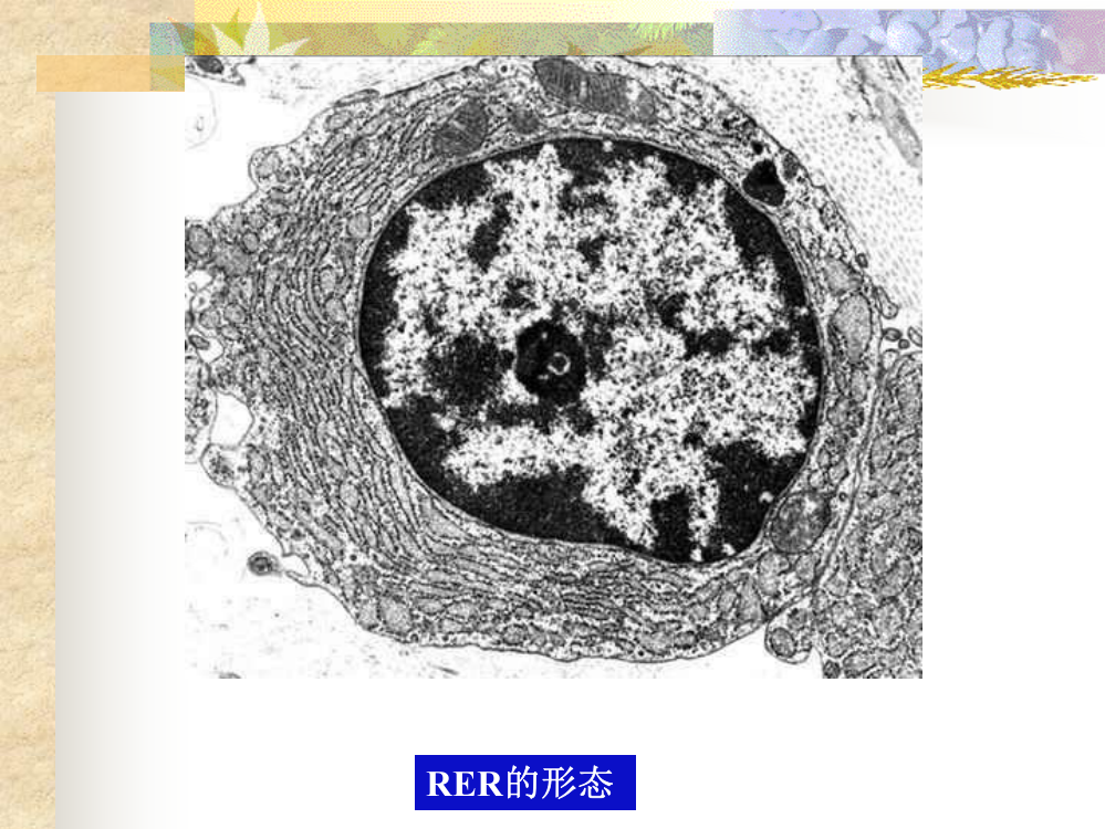 细胞生物学7蛋白合成转运