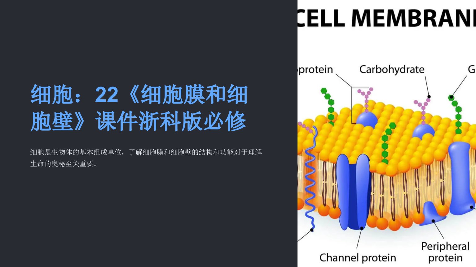 生物：22《细胞膜和细胞壁》课件浙科版必修