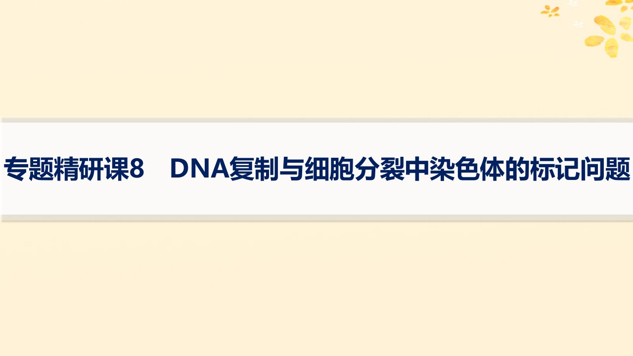 适用于新高考新教材备战2025届高考生物一轮总复习第6单元遗传的分子基础专题精研课8DNA复制与细胞分裂中染色体的标记问题课件