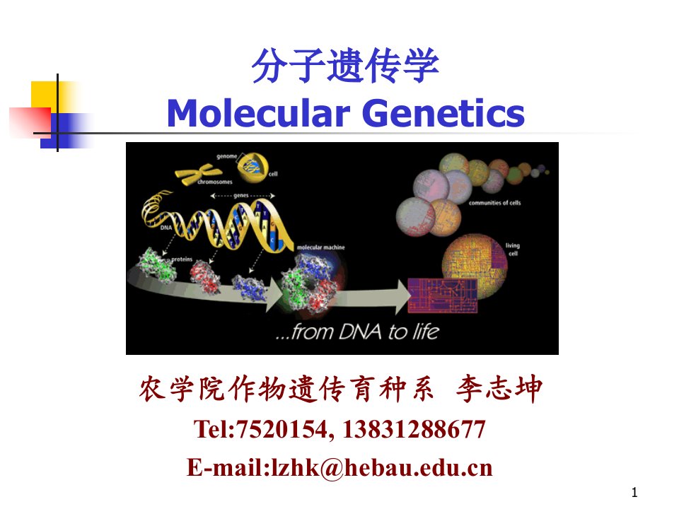 分子遗传学第1章引言